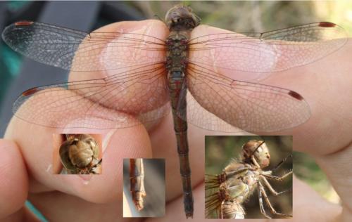 Sympetrum striolatum