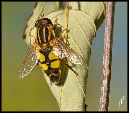 Réf. 172 827 : Helophilus trivittatus