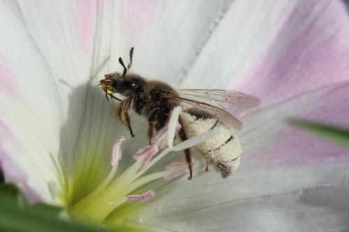 Réf. 172 426 : Systropha curvicornis