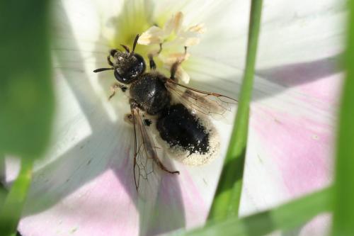 Réf. 172 427 : Systropha curvicornis
