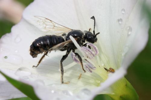 Réf. 172 418 : Systropha curvicornis