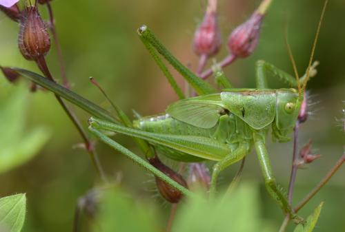 Réf. 172 709 : Tettigonia viridissima