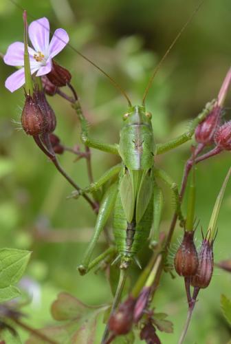 Réf. 172 710 : Tettigonia viridissima