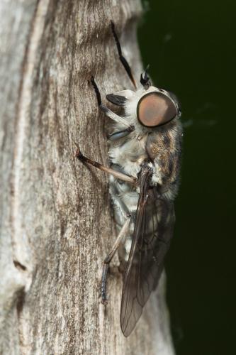Réf. 172 018 : Tabanus autumnalis