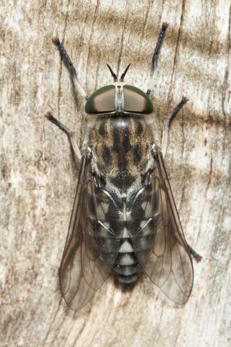 Réf. 172 017 : Tabanus autumnalis