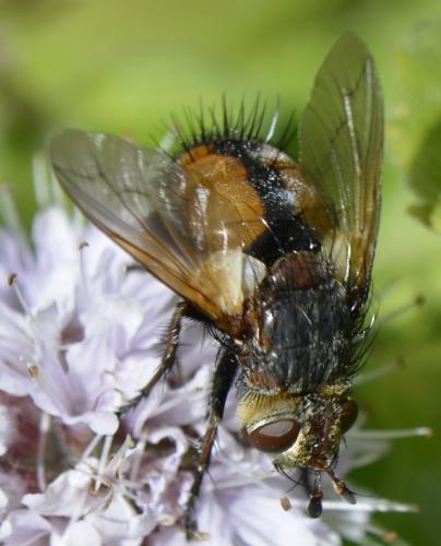 Réf. 172 448 : Tachina magnicornis