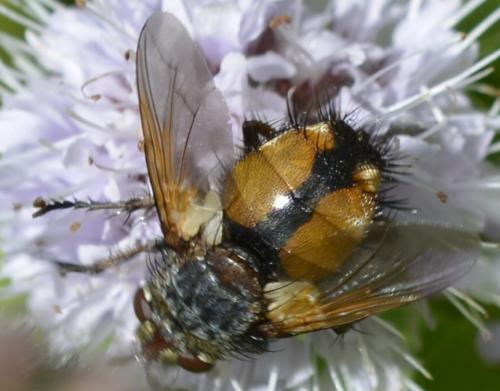 Réf. 172 449 : Tachina magnicornis