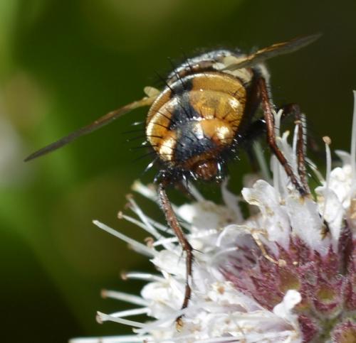 Réf. 172 464 : Tachina magnicornis