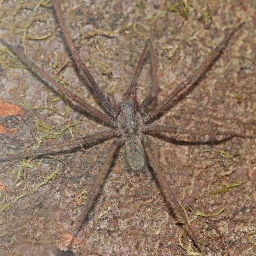 Eratigena sp.