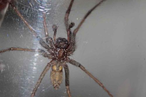 Eratigena sp.