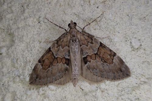 Réf. 172 375 : Thera obeliscata