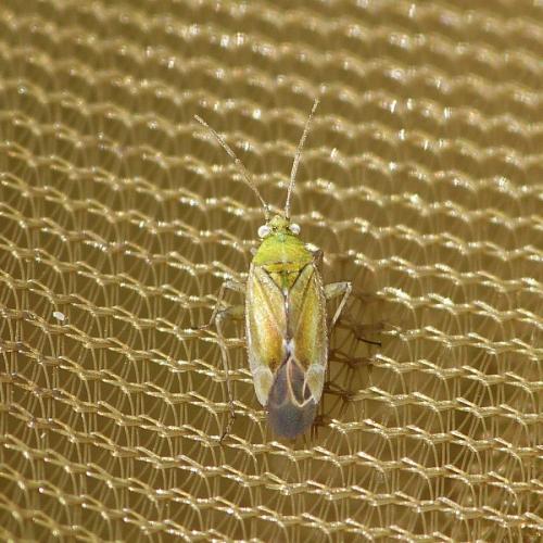 Réf. 172 242 : Tinicephalus hortulanus
