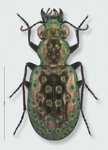 Réf. 172 332 : Elaphrus pyrenoeus