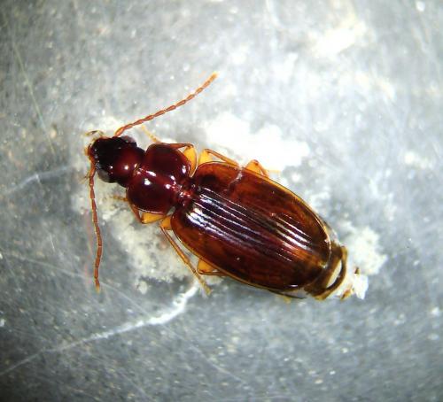 Trechus quadristriatus