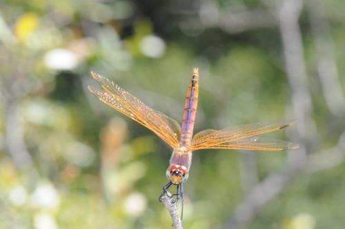Trithemis annulata