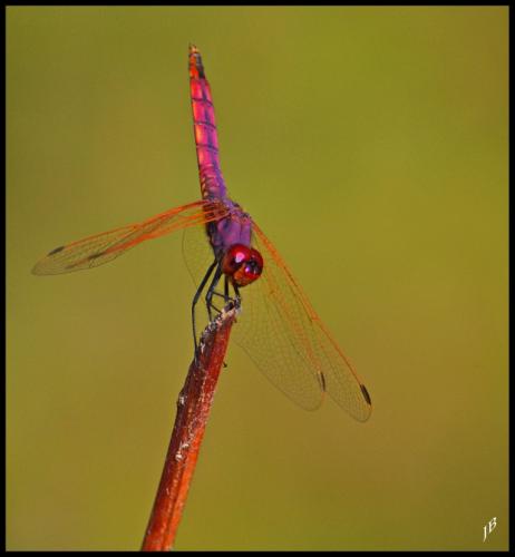 Réf. 172 120 : Trithemis annulata