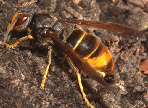 Vespa velutina