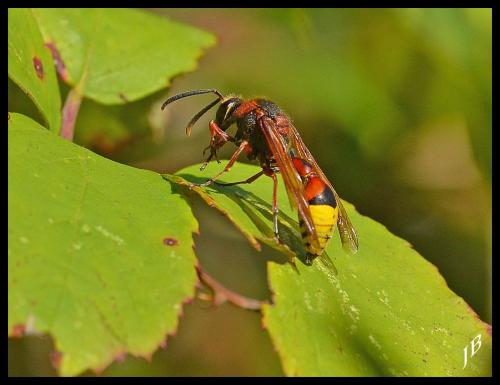 Réf. 172 498 : Delta unguiculatum
