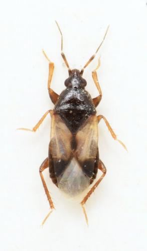 Xylocoris galactinus