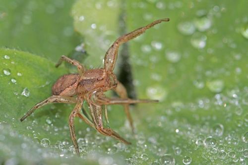 Xysticus sp.