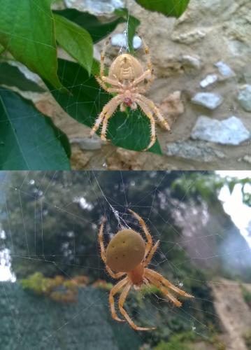 Araneus pallidus
