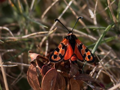 Zygaena fausta