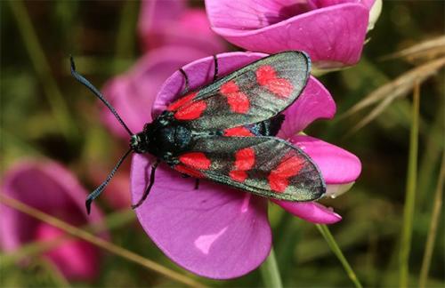 Réf. 172 277 : Zygaena filipendulae