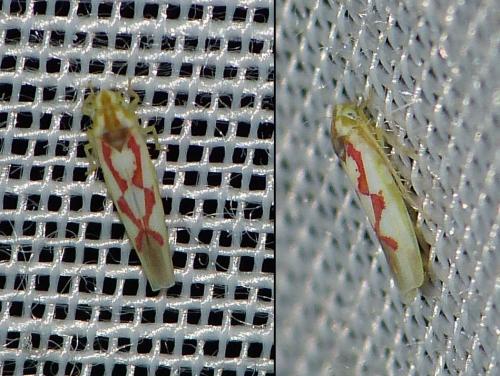 Zygina flammigera