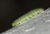 Pieris rapae