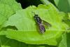 172489 – Photo : D. Martinez – Philippines