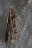 172131 – Photo : GaDi – France (34)