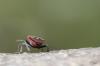 172457 – Photo : GaDi – France (34)