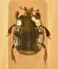 Margarinotus punctiventer