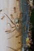 172490 – Photo : D. Martinez – Philippines