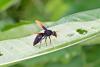 172171 – Photo : D. Martinez – Philippines