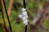 172447 – Photo : Michel Ehrhardt – France (68)