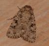 172436 – Photo : Jean-Luc Bluem – France (04)