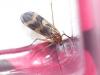 172278 – Photo : Daluche – France (60)