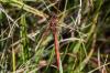 Sympetrum striolatum
