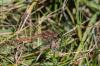 Sympetrum striolatum