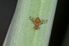 172728 – Photo : D. Martinez – Philippines