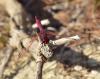 Trithemis annulata