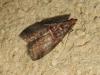 172033 – Photo : The Ghost Nightjar – France (56)