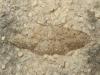 172930 – Photo : The Ghost Nightjar – France (56)