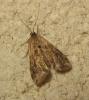 172929 – Photo : The Ghost Nightjar – France (56)
