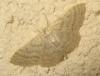 172931 – Photo : The Ghost Nightjar – France (56)