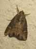 172681 – Photo : The Ghost Nightjar – France (56)