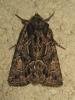 172680 – Photo : The Ghost Nightjar – France (56)