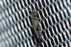 Oedemera sp.