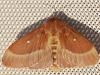 Lasiocampa trifolii